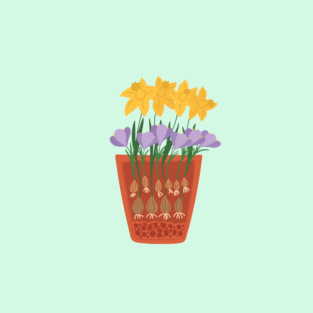Spring Bulb workship header pic
