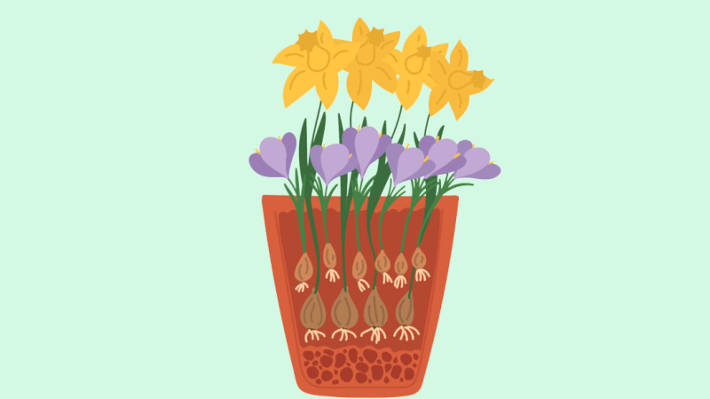 Spring Bulb workship header pic